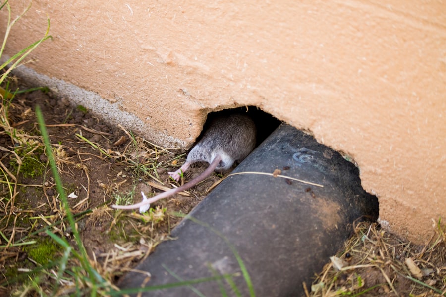 Rat Entering Home From Hole