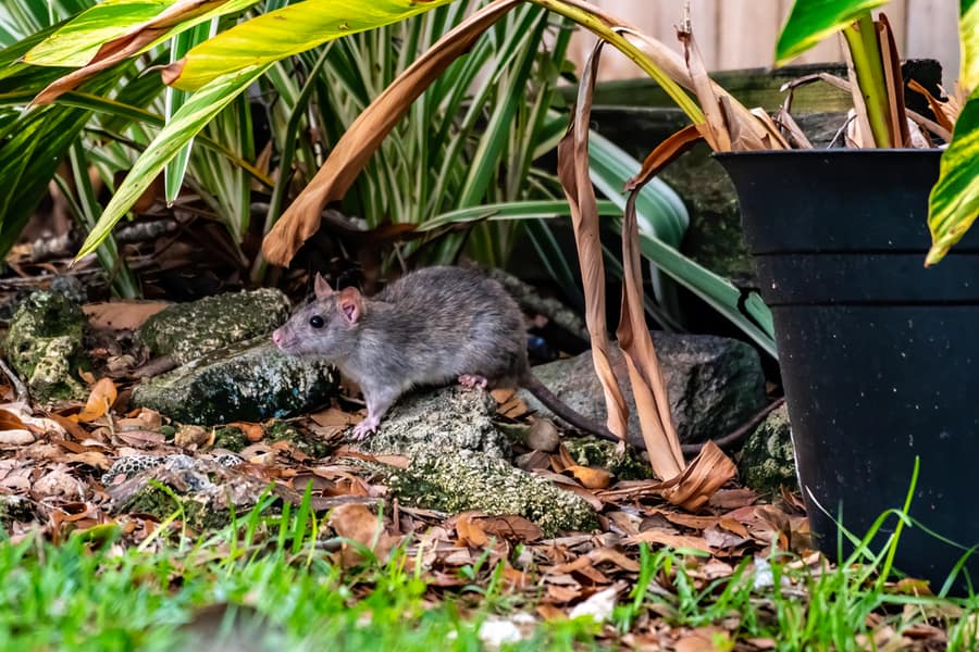 Rat With A Long Tail In Back Yard