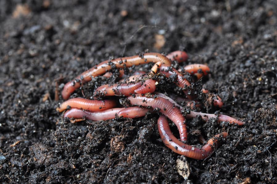 Reasons Why Earthworms Like To Come Out At Night