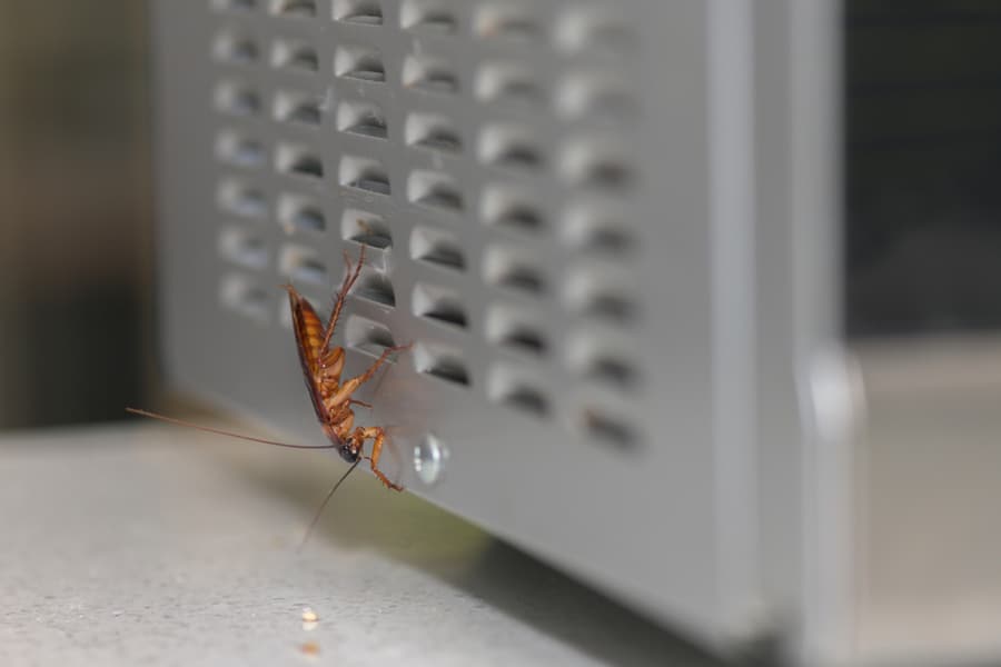 Reasons Why Roaches Can Survive In Your Microwave