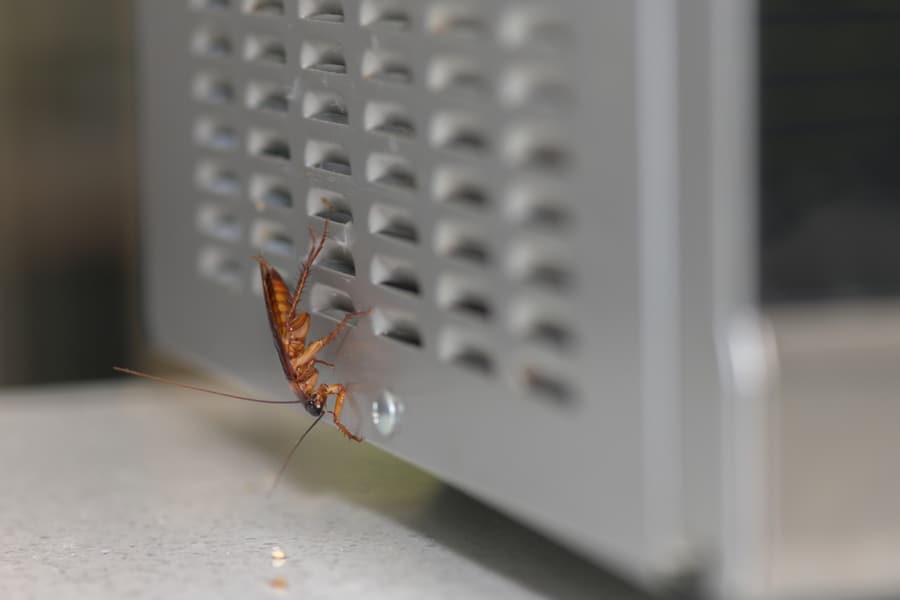 Reasons Why Roaches Can Survive In Your Microwave 