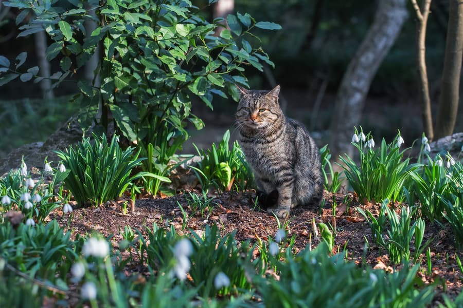 Recruit Outdoor Predators