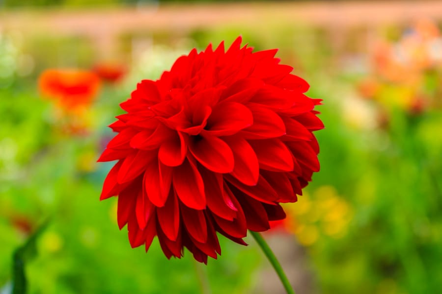 Red Dahlias