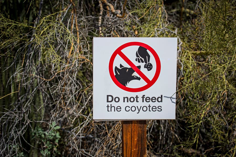 Refrain From Feeding Coyotes