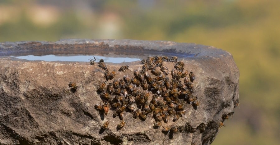 Remove Flowers Or Plants That Attract Bees