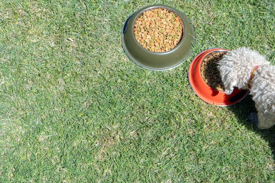 Remove Pet Food Bowls From The Outside