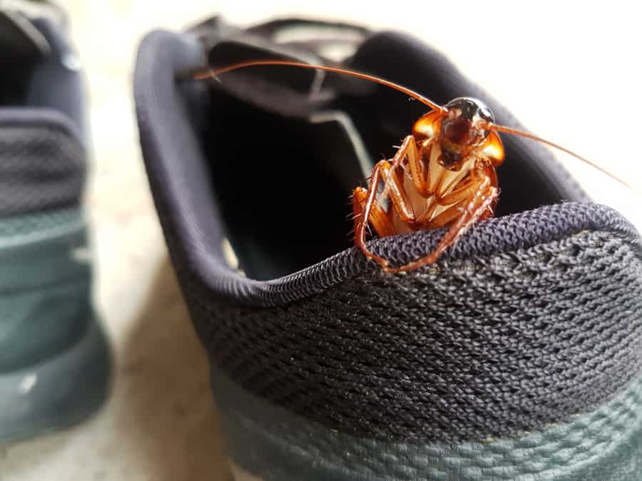 Roach In Shoe