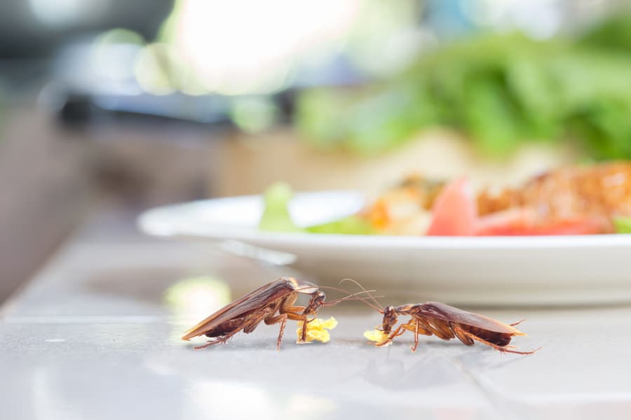 Roaches' Journey For Food