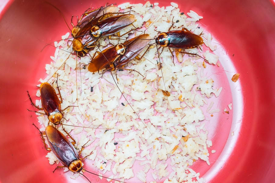 Roaches On The Leftover Food