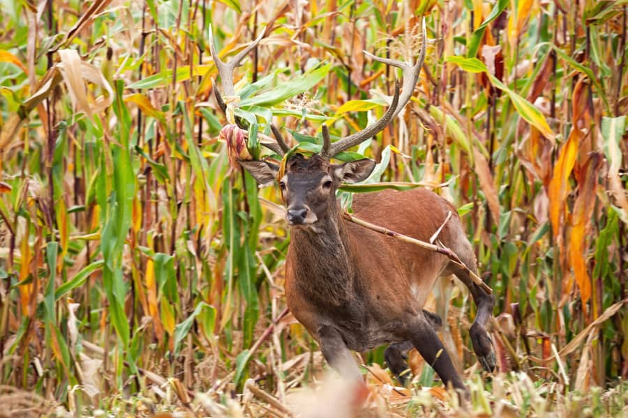 Scare The Deer Yourself