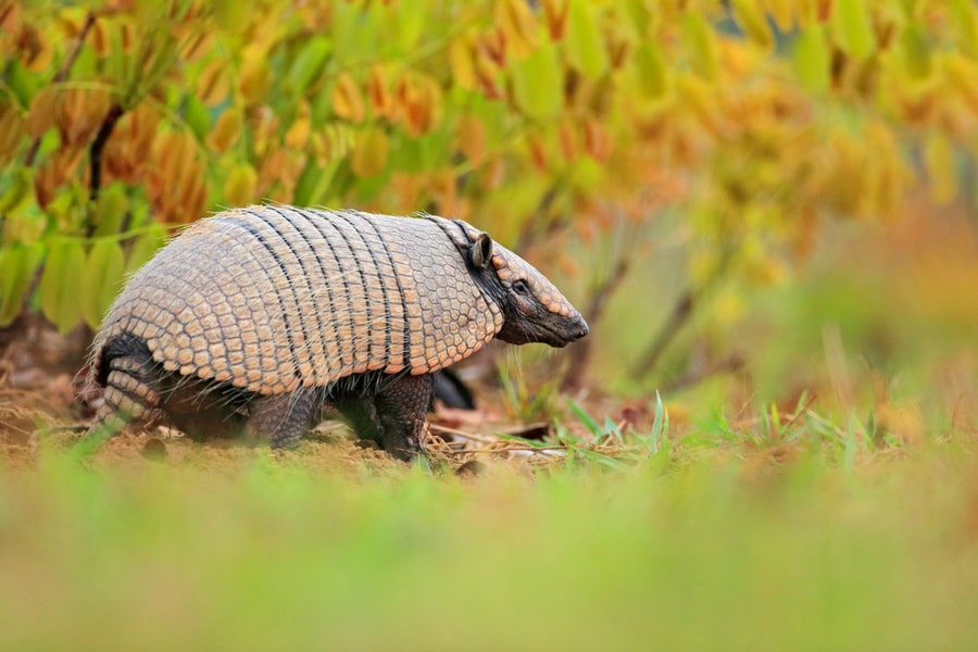 Scents That Repel Armadillos