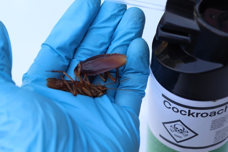 Scientific Experiments With Cockroach In The Laboratory