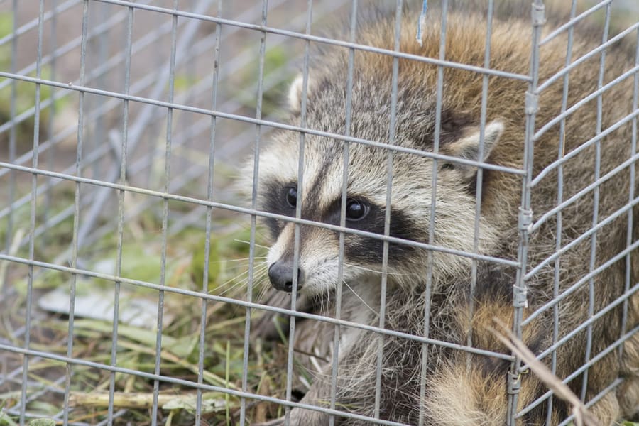 Set Up Cage Traps Around Your Home