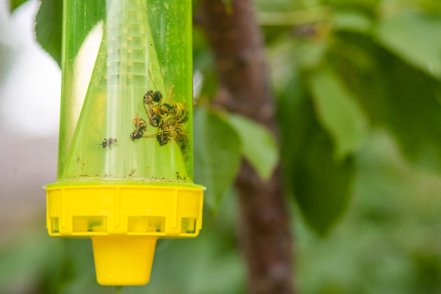 Set Up Wasp Traps