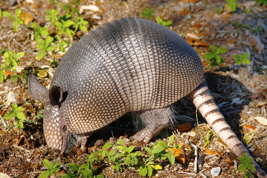 Signs Of An Armadillo Problem In Your Yard