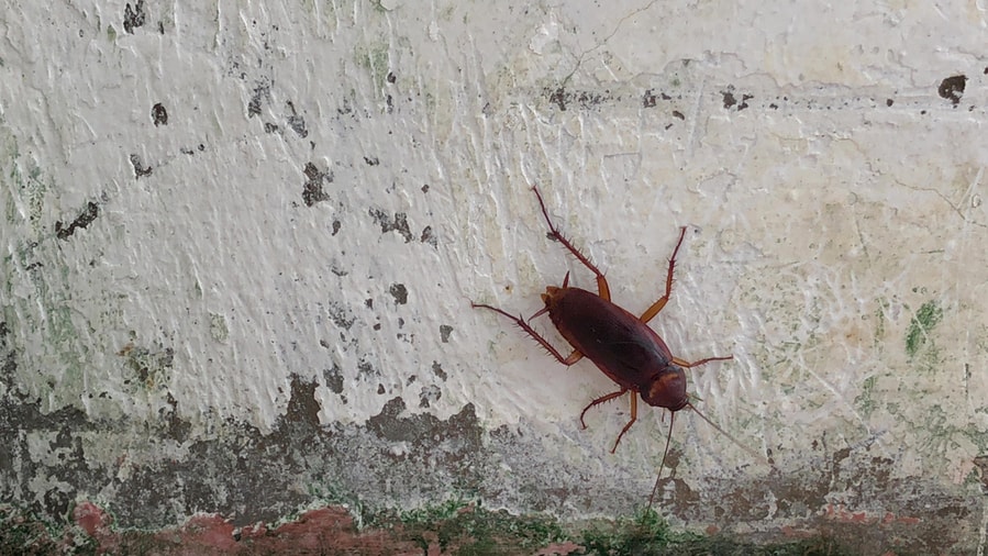 Signs That Tell Roaches Are Invading Your Garage