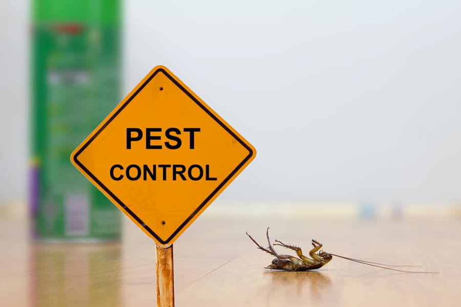 Signs You Should Call Pest Control For Roaches