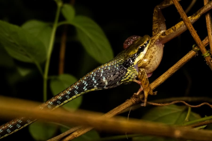 Slithering In Search Of Food