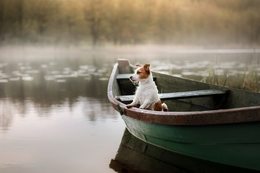 Small Dog In A Wooden Boat On The Lake.