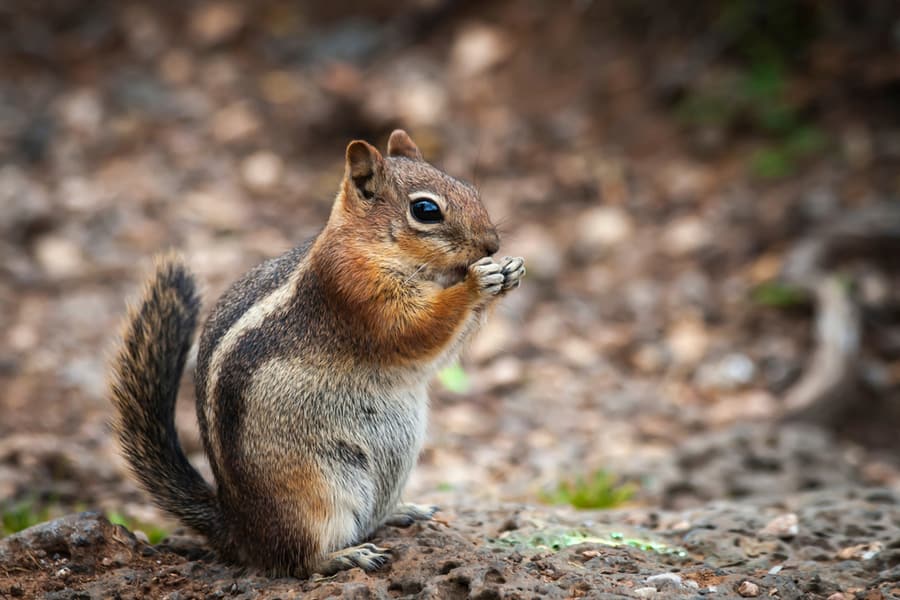 Smells Chipmunks Hate