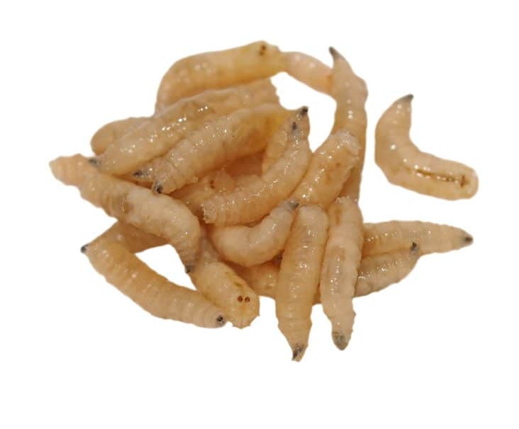 What Smell Do Maggots Hate? BeatPests