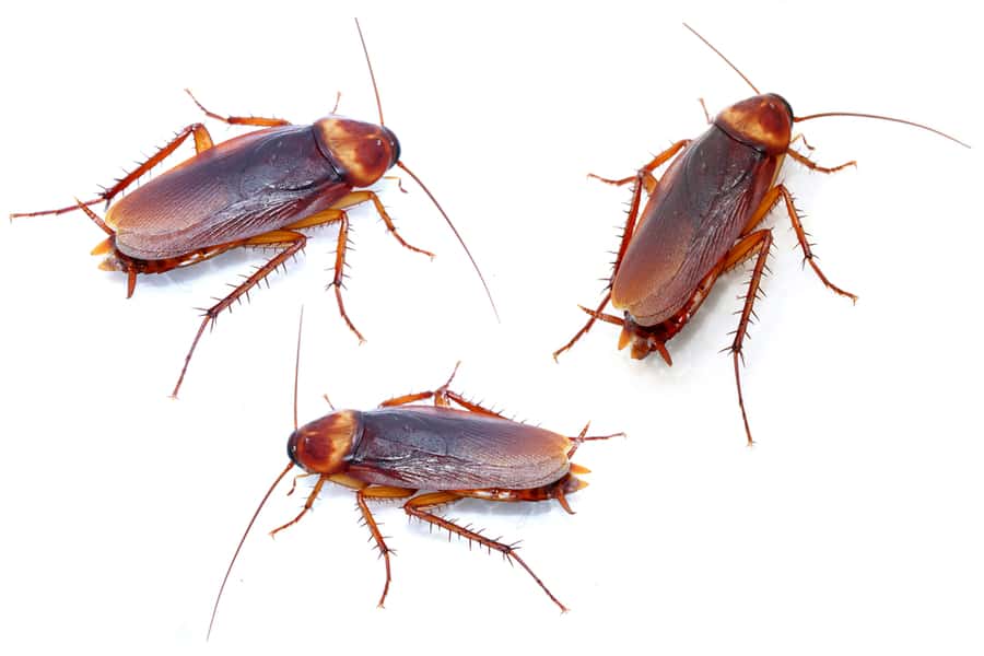 Some Facts About Roaches
