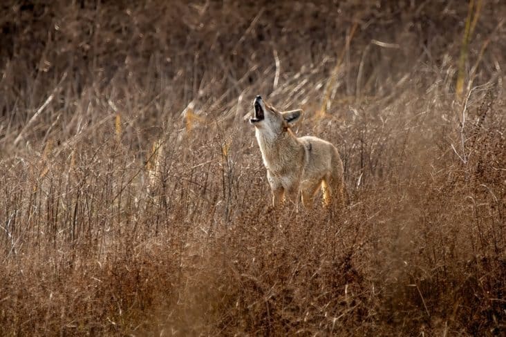 What Do Coyotes Sound Like at Night? | BeatPests