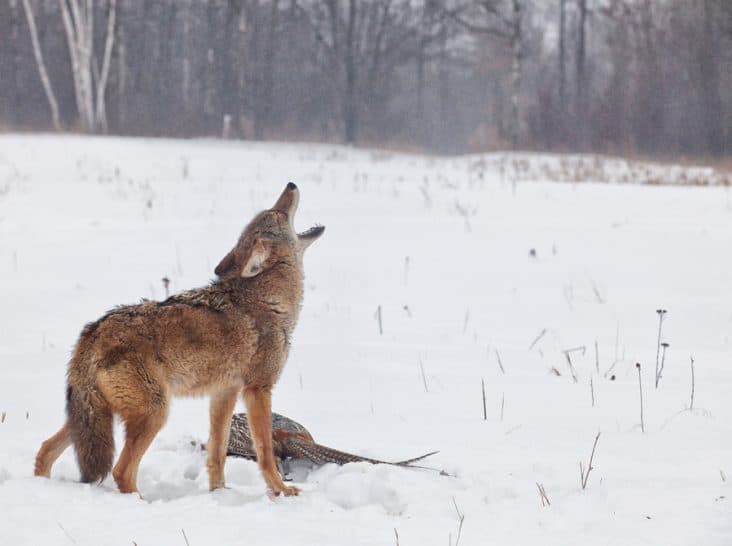 What Do Coyotes Sound Like at Night? | BeatPests