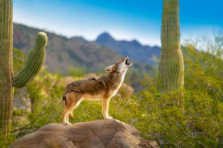 what-do-coyotes-sound-like-at-night-beatpests