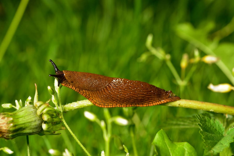 Spanish Slug (Arion Vulgaris) Invasion In Garden. Invasive Slug. Garden Problem. Europe.