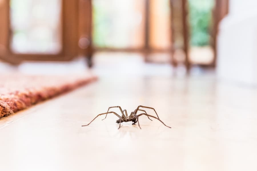 Spiders That Live Indoors