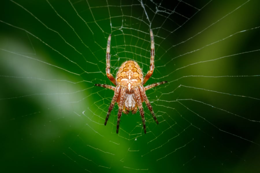 Spiders That Live Outdoors