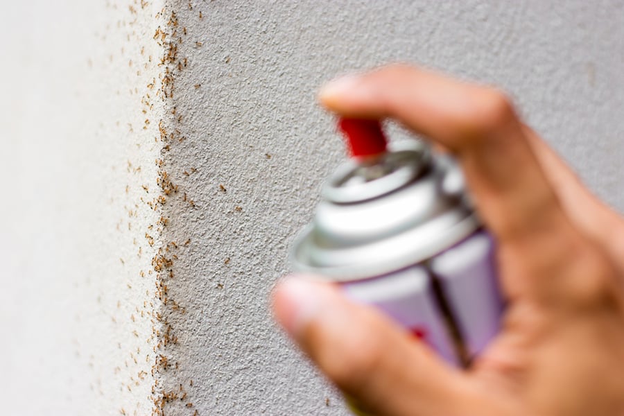 Spray To Eliminate Ants