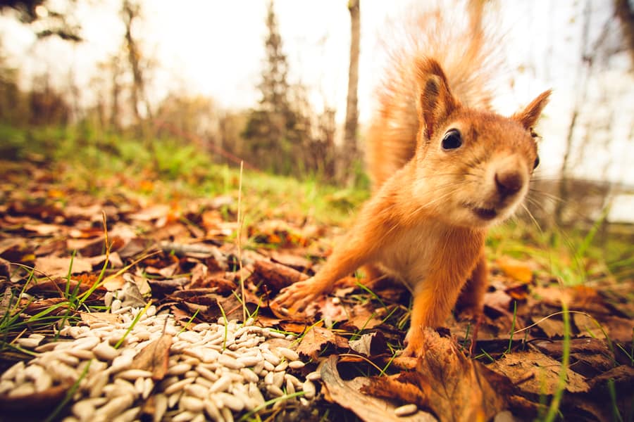 Squirrel Red Fur Funny Pets Autumn Forest On Background Wild Nature Animal Thematic (Sciurus Vulgaris, Rodent)