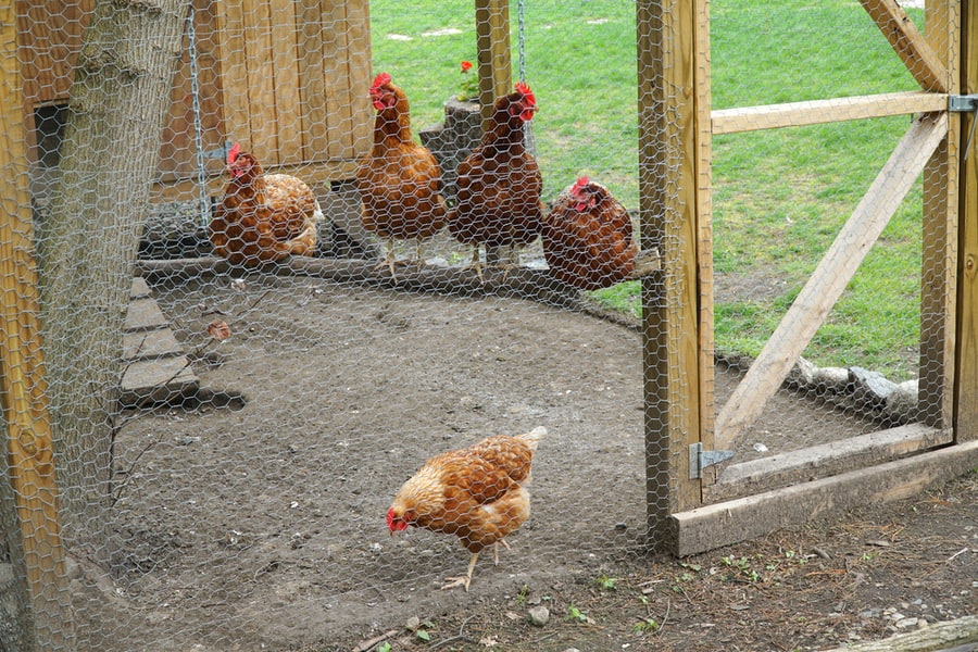 Steps To Drive Out The Skunks From Your Chicken Coop