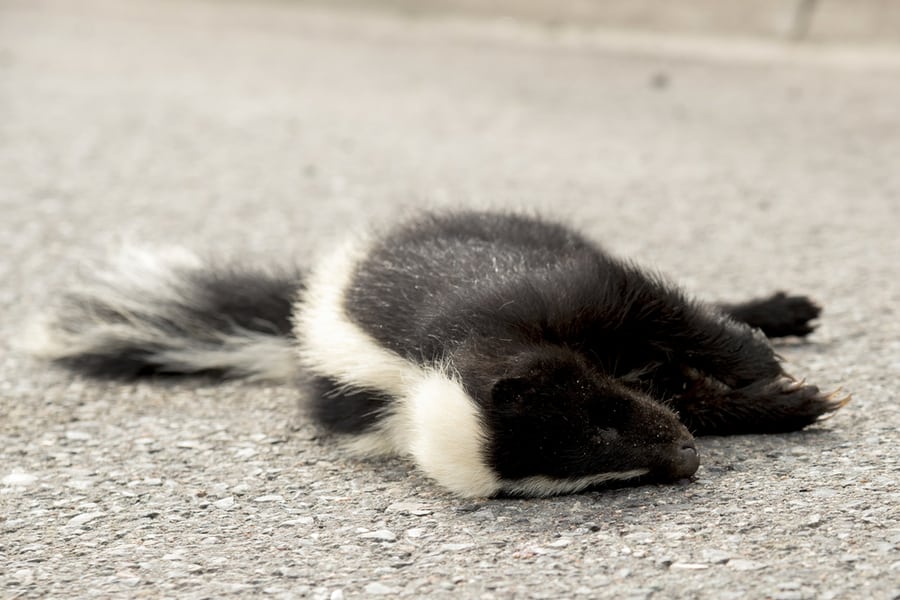 Steps To Get Rid Of A Dead Skunk