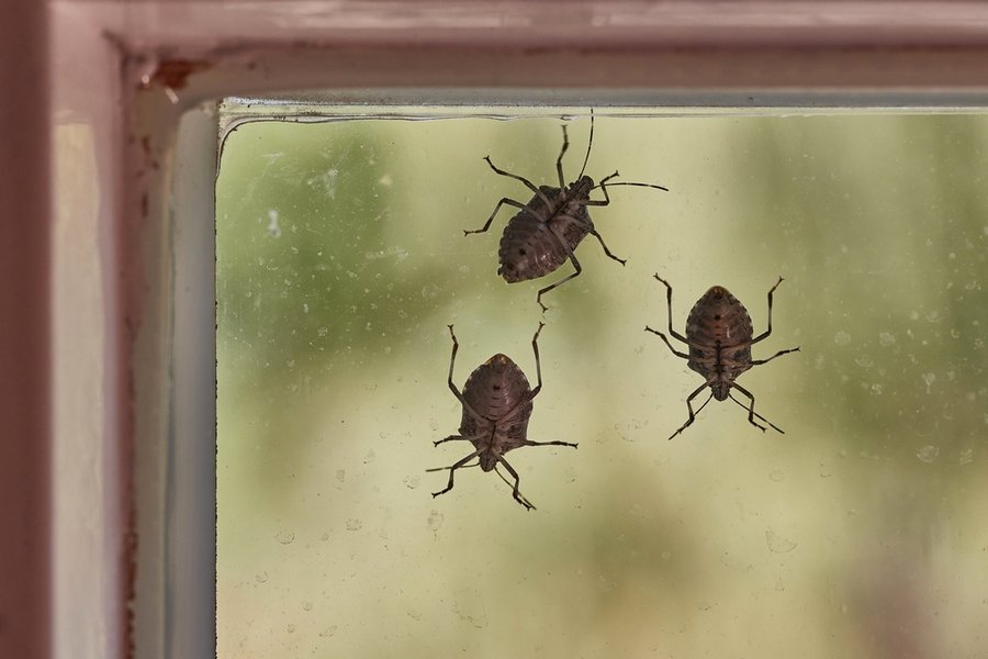Stink Bugs On A Window Glass