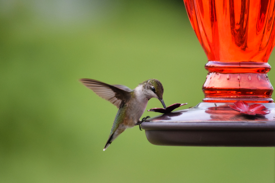 Takedown Or Relocate Hummingbird Feeders