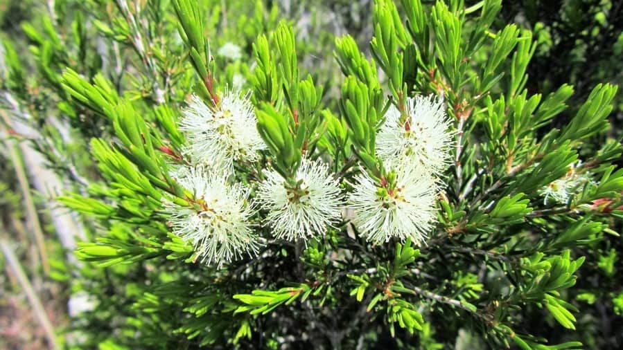 Tea Tree (Melaleuca)