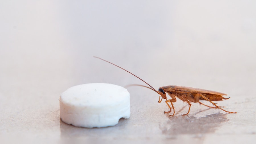 The Cockroach Crawled To The Bait In The Form Of Pills And Fall Into The Trap Of Sticking To The Sticky Surface.