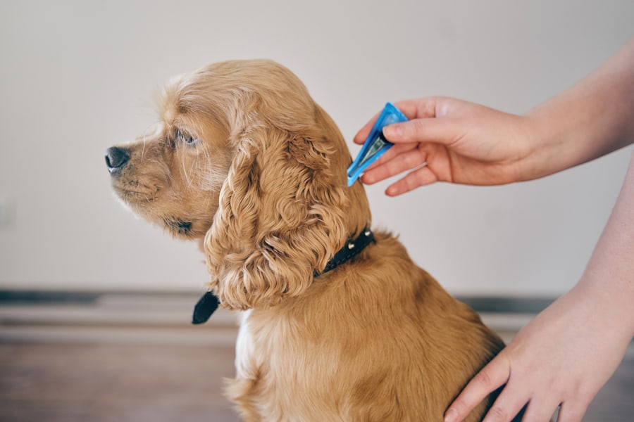 The Dog Is Treated With A Flea Remedy