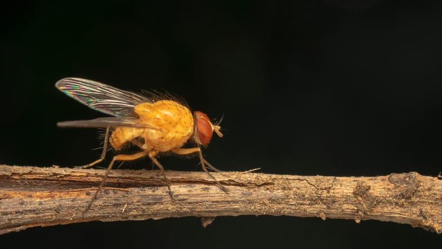 The Fruit Fly, Often Called A Gnat