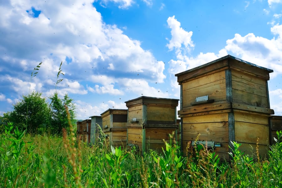 The Houses Of The Bees Are Placed On The Green Grass The Houses Of The Bees Are Placed On The Green Grass