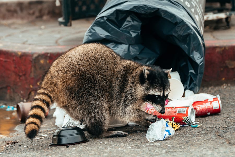 The Most Toxic Food Kinds For Raccoons