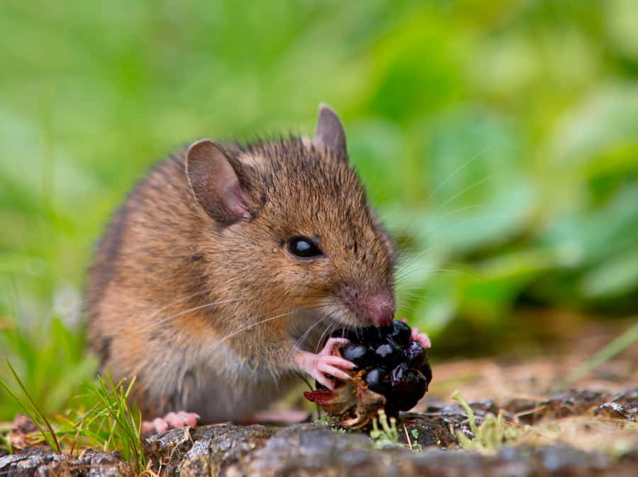 The Potential Damage Mice Can Bring To Your Yard