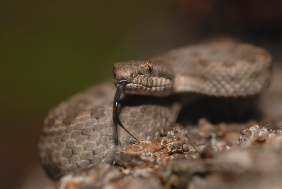 The Rare And Endangered Twin-Spotted Rattlesnake