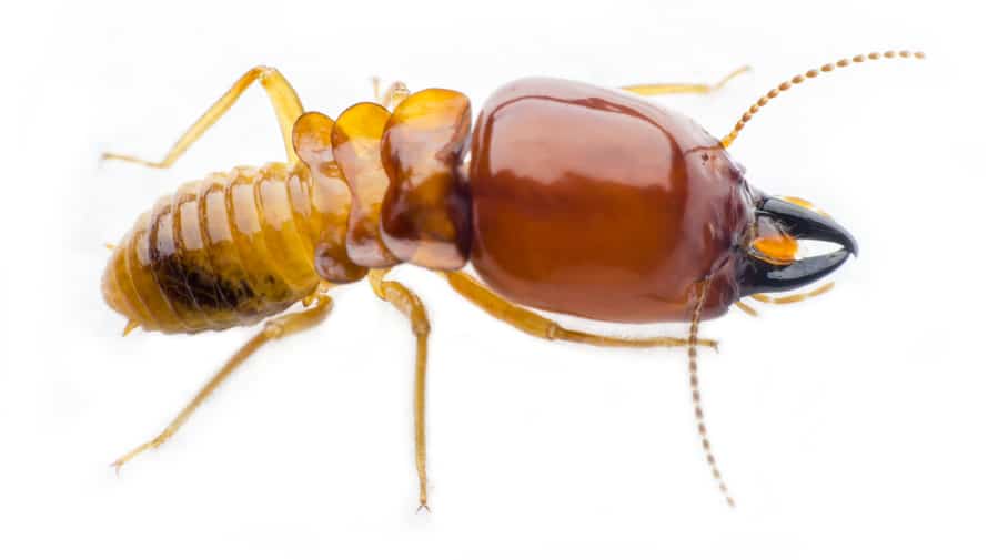 The Rarity Of Termite Bites
