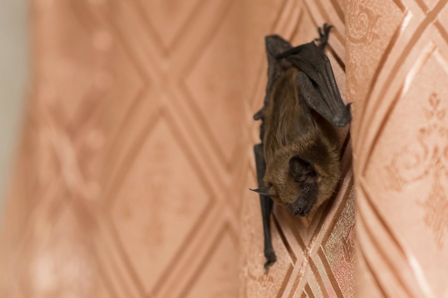 The Step-By-Step Guide To Getting Bats Out