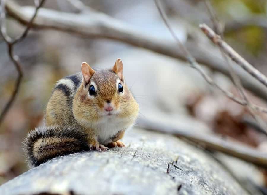 Things Chipmunks Hate The Most