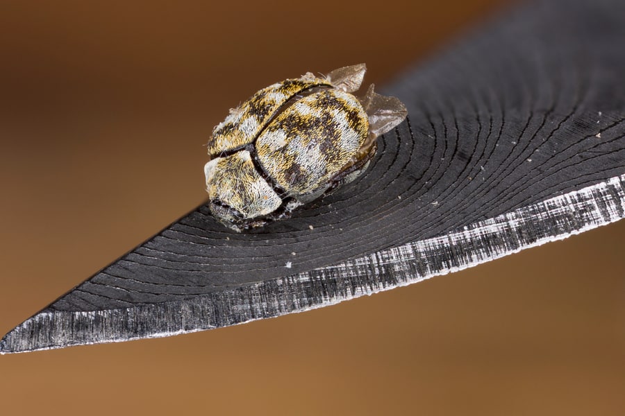 Things That Repel Carpet Beetles